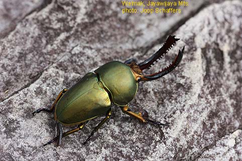 Papua Insects Foundation (Coleoptera/Lucanidae thumbnails)